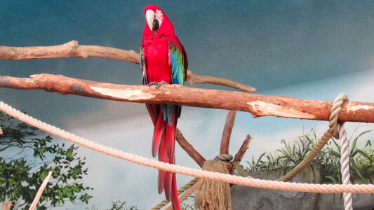 Red tropic bird animal