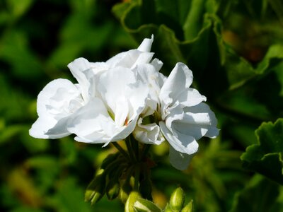 Blossom bloom pelargonium zonale