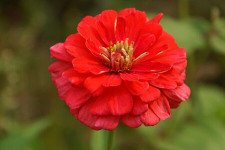 Beautiful beautiful flowers beautiful image