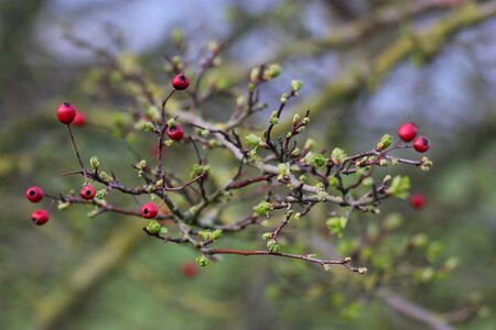 Tree hawthorn nature