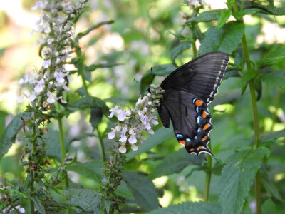 Eastern tiger swallowtail, dark female-4 photo