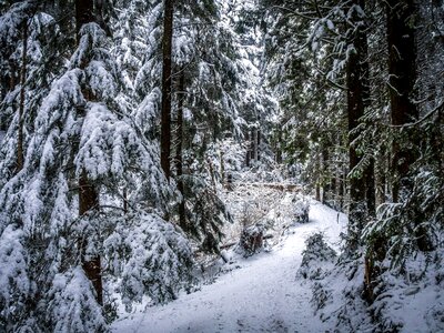 Snowy pine conifers photo