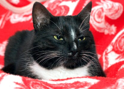 Black and white cat face sleep photo