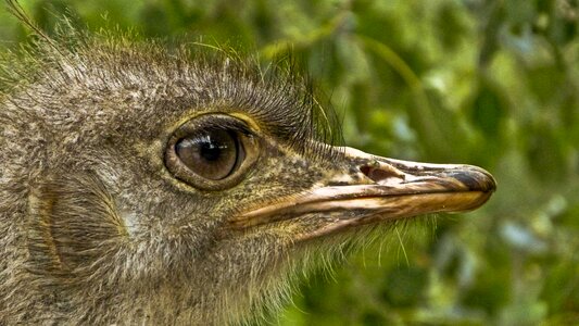 Stucc beak head