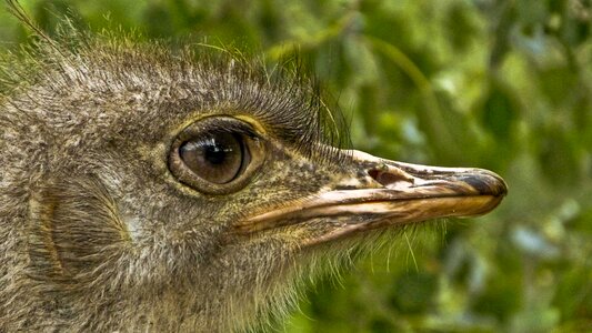 Stucc beak head photo