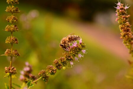Animal arthropod beautiful flowers