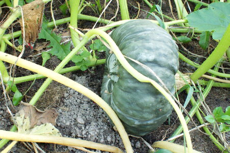 vegetable pumpkin