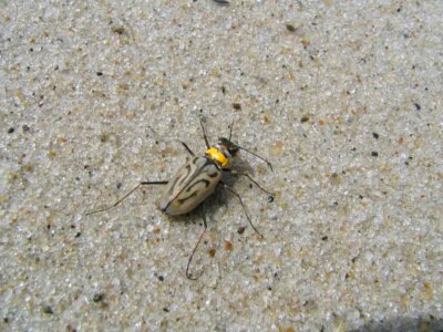 Beetle bug Cicindelinae carabidae photo