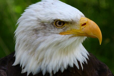Bald eagles adler animal