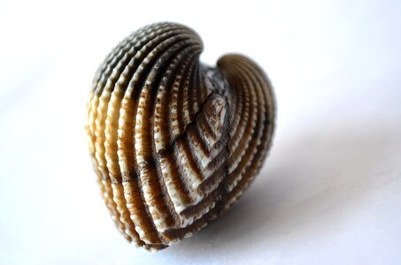 Shells Oyster Shaped photo