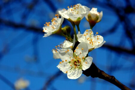 Blue sky pistil photo