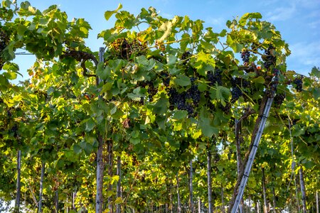 Grapevine vine vineyard