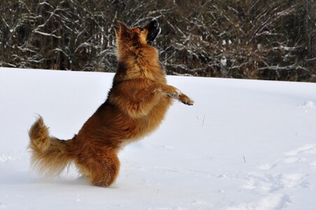 Winter snow romp