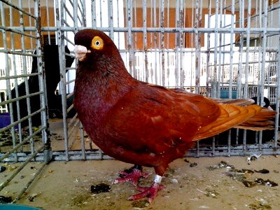 Dove orange show