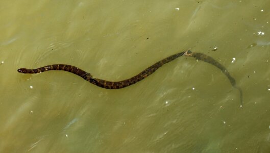 Water snake wildlife viper photo