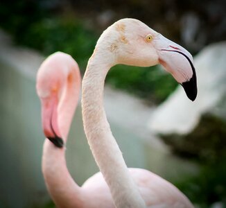 Pink winged bird photo