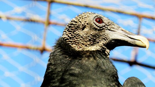 Fauna feathers head photo