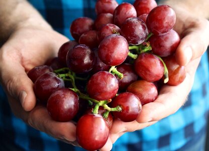 Grapevine hands organic