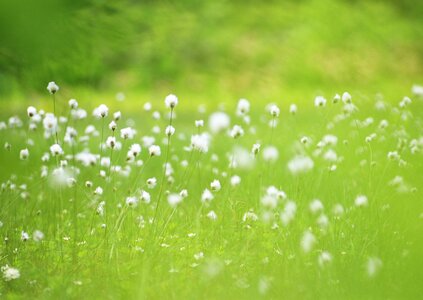 Wildflowers white