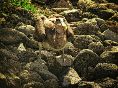 Galapagos bird fly