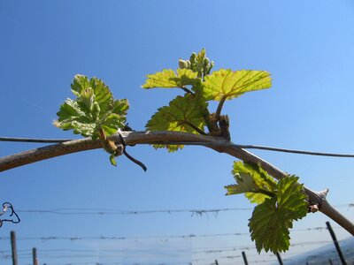 Nature leaf vineyard