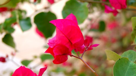 Nature pink flower photo