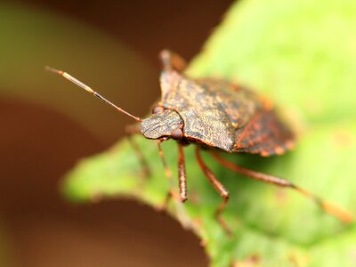 Animal arthropod beetle photo