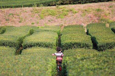 Nature tea plantation field