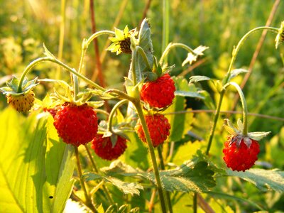 Strawberry vesca wild