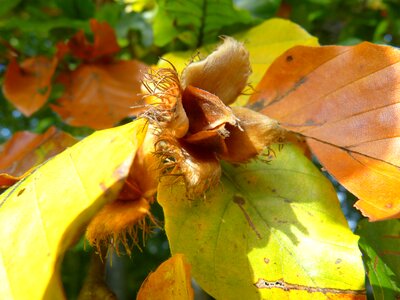 Fruit autumn colorful