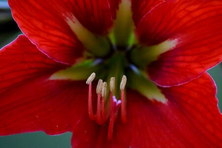 Amaryllis horticulture macro photo