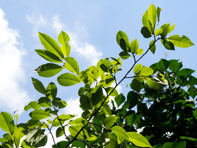 Green Leaves and Blue Sky photo
