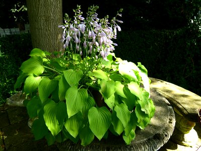 Light shadow plantain lily photo