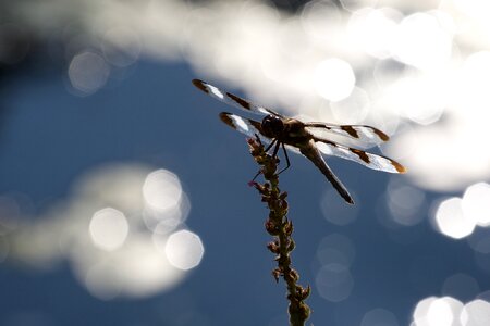 Dragonfly Close Up photo