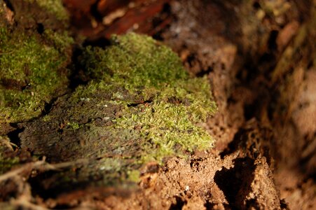 Wood old forest floor