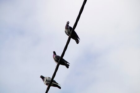 Gather birds electricity photo