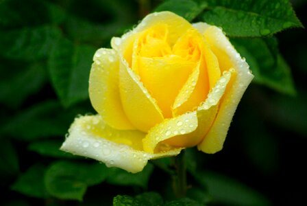 Yellow flower petals dew