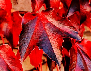 Autumn autumn season branch