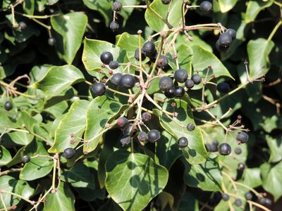 Shrub plant berry photo