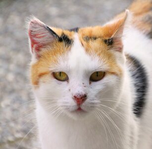 Cat's eyes animals curious photo