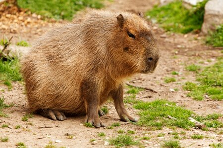 Furry hair mammal photo