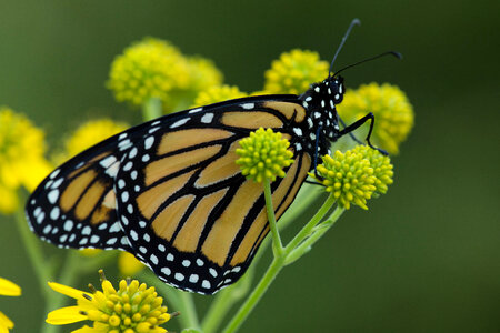 Monarch butterfly on flower-1 photo