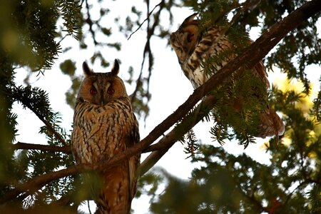 Birds branches great horned owl photo