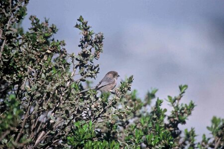 Bird minimus 