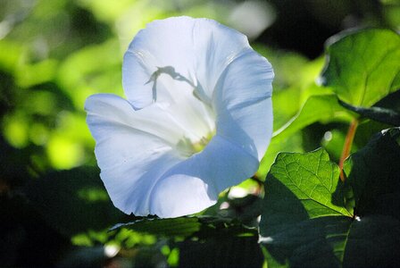 Trumpet climber plant climbing plant