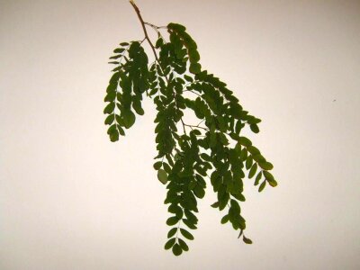 Bouquet leaf leaves