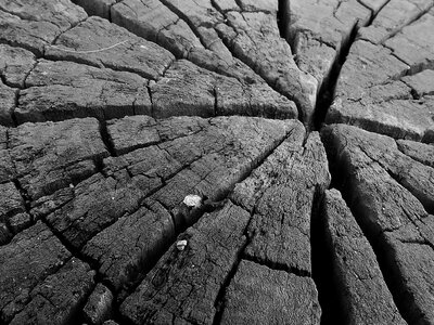 Cracks wood trunk photo