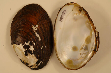 Ortmanniana ligamentina-1