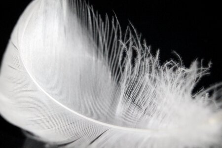 Soft bird swan feather