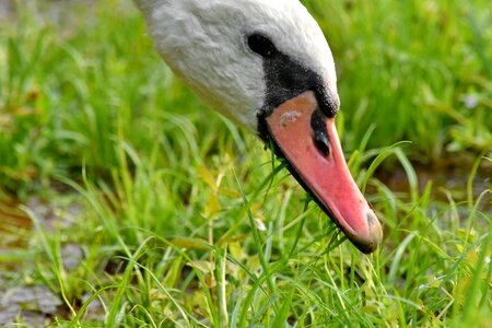 Eating grazing head photo